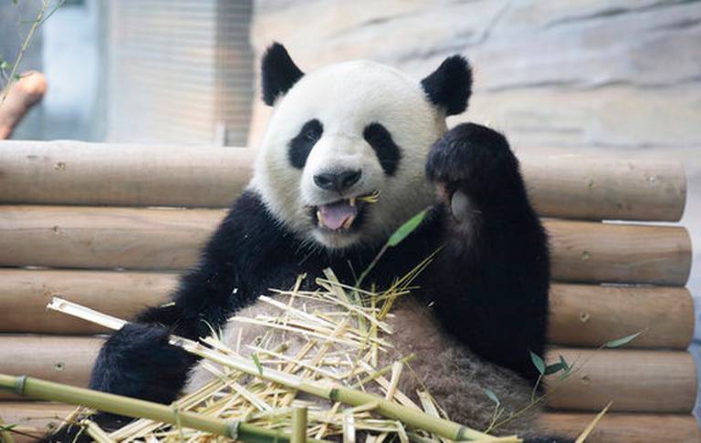 Germany_China_Pandas_10157