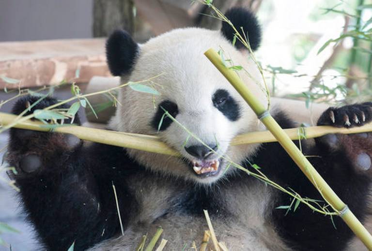 Germany_China_Pandas_11810